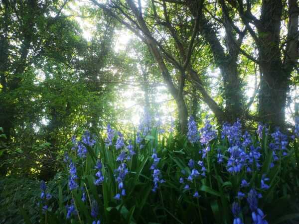 Plant and flower names for girls