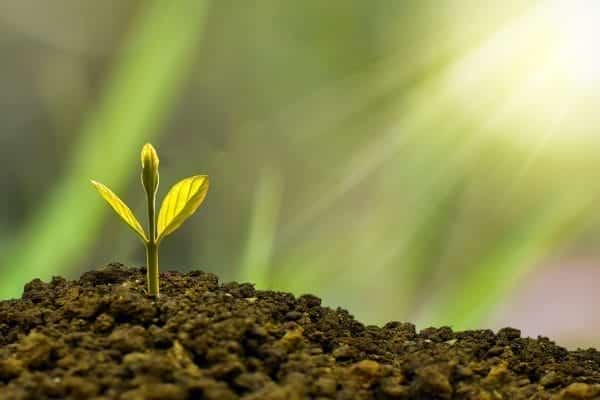 Top Male Plant Names For Your Baby Boy 1 Male plant names